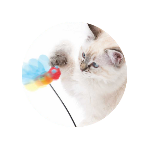  Play Spinning Bee - Pet Premium Food