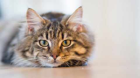  Acana Cat Pacifica Nueva Fórmula | 4.5 Kg