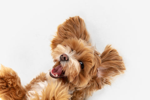  Acana Singles Dog Pato Criado en Libertad